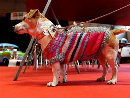 Pes jménem Cracotte se také piel podívat, jaké svetry jsou letos out....