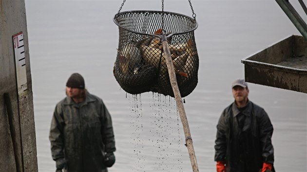 Vlov Drahotnskho rybnku u Zrue si nenechaly ujt stovky lid. iv kapr nebo erstv zabit byl na prodej za 75 korun za kilogram. (25. 11. 2017)