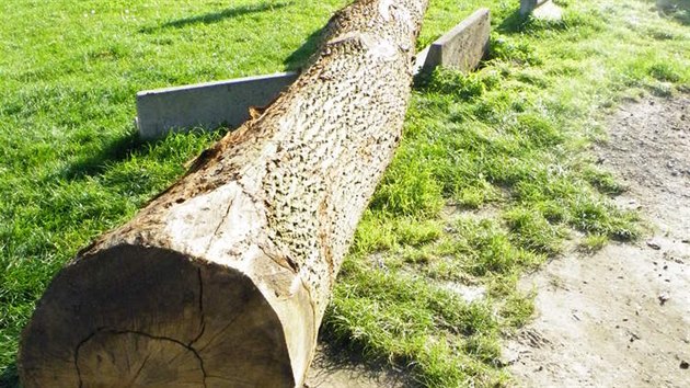 Dvanct metr vysok kmen stromu byl zvolen jako ekonomicky nosn a snadno dostupn klov originln een pestavby. 