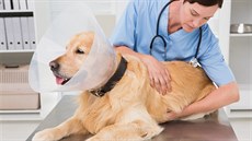 Veterinářka léčí nemocného psa. Veterinářka léčí nemocného psa.