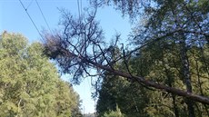 Muž pokácel borovici, která spadla na trakční vedení na trati spojující jih... Muž pokácel borovici, která spadla na trakční vedení na trati spojující jih...