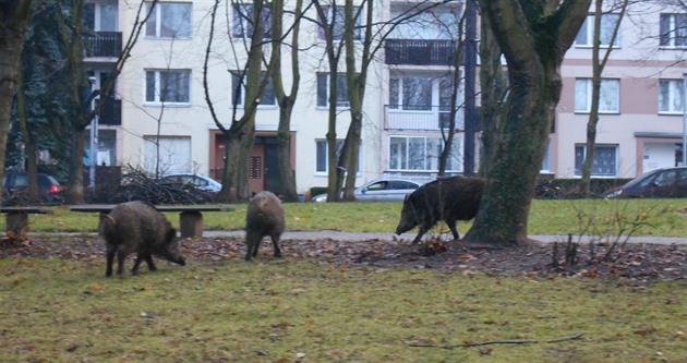 Prasata pasoucí se pímo v centrálním parku v blízkosti sídlit na Severní...