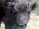 Zubr evropský, Zoo Tábor