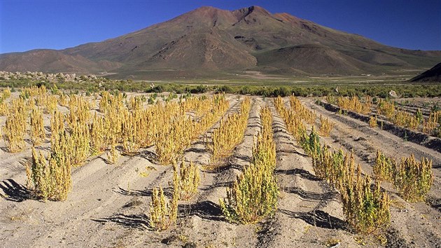 Pole s quinoou nedaleko  San Juan del Rosario v jihozpadn Bolvii.