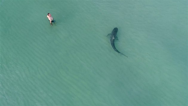 BLZKO. Kamera dronu zachytila uniktn situaci. Mu klidn prochzel vodou v Miami Beach a kousek od nj plaval ralok tyg, (24. 11. 2017)
