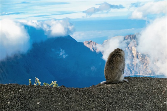Ve výce kolem 3 000 metr nad moem potkáme huatého makaka, který si pohledy...