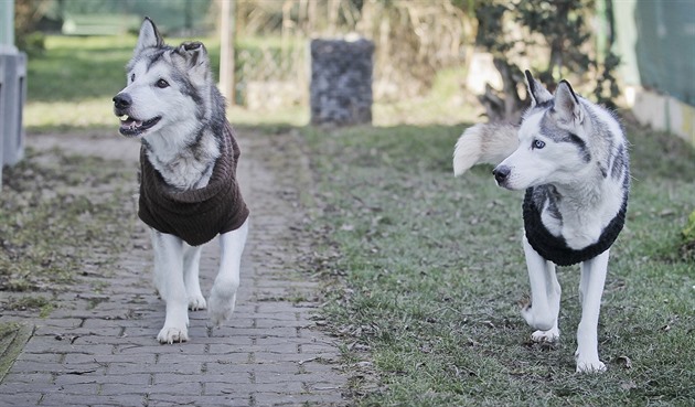 Fenky jsou nyní ve psím útulku v Klatovech. (13. 12. 2017)