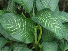 Dieffenbachia amoena (arnovit)