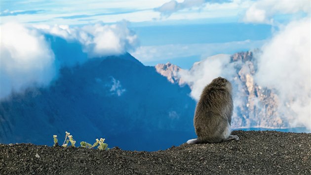 Ve vce kolem 3 000 metr nad moem potkme huatho makaka, kter si pohledy zjevn uv stejn jako my.