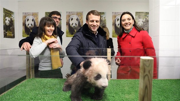 Francouzsk prezident Emmanuel Macron na soukrom nvtv zoo Beauval v Saint-Aignan-sur-Cher, ve kter se narodila vbec prvn panda ve Francii. Kmotrou mldte pojmenovanho Yuan Meng (na snmku) se stala Brigitte Macronov. (16. prosince 2017)