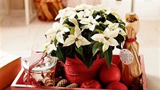Poinsettie jsou vděčnou součástí adventních i vánočních aranžmá, ať jsou v... Poinsettie jsou vděčnou součástí adventních i vánočních aranžmá, ať jsou v...