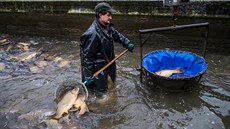 Na sádkách u rybníku Broumar v Opočně na Rychnovsku připravují kapry na Vánoce. Na sádkách u rybníku Broumar v Opočně na Rychnovsku připravují kapry na Vánoce.
