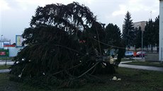 Silný vítr vyvrátil vánoční strom v Plzni-Křimicích. Silný vítr vyvrátil vánoční strom v Plzni-Křimicích.