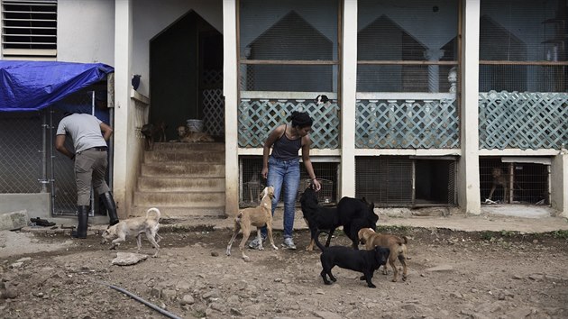 Portoriko v polovin z 2017 zdevastoval hurikn Maria. Lid staili utct, mnoz domc mazlci vak zstali bez domova a nyn pevaj v tulcch.