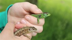 Žáci zkoumali hlavně obojživelníky a plazy. Žáci zkoumali hlavně obojživelníky a plazy.