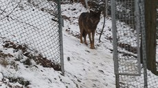 K samcovi do výběhu přibyla nová samice vlka iberského K samcovi do výběhu přibyla nová samice vlka iberského
