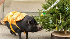 V Zoo Praha mohou děti na Štědrý den vidět i zlaté prasátko. (21.12.2017) V Zoo Praha mohou děti na Štědrý den vidět i zlaté prasátko. (21.12.2017)