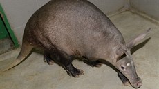 Samec hrabáče kapského z olomoucké zoologické zahrady, jehož pohlaví musel... Samec hrabáče kapského z olomoucké zoologické zahrady, jehož pohlaví musel...