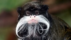 Pohled na primáta tamarína vousatého (Saguinus imperator), opice z čeledi... Pohled na primáta tamarína vousatého (Saguinus imperator), opice z čeledi...