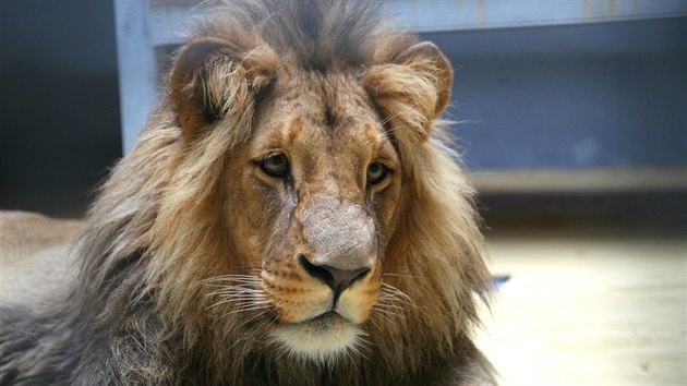 Samec lva konskho Lolek v brnnsk zoologick zahrad.