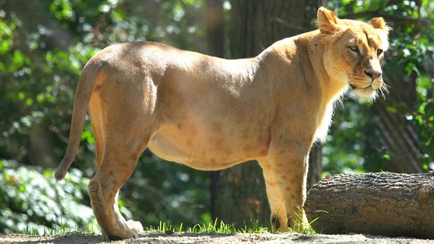 Samice lva konskho Kivu v brnnsk zoologick zahrad.