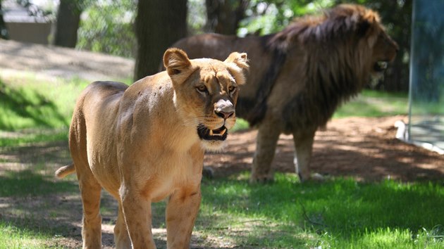 Samice lva konskho Kivu a samec Lolek v brnnsk zoologick zahrad.