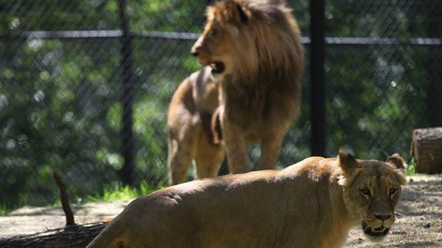 Samice lva konskho Kivu a samec Lolek v brnnsk zoologick zahrad.