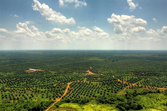 Pohled na plantáe s palmou olejnou z ptaí perspektivy: místo pvodního...