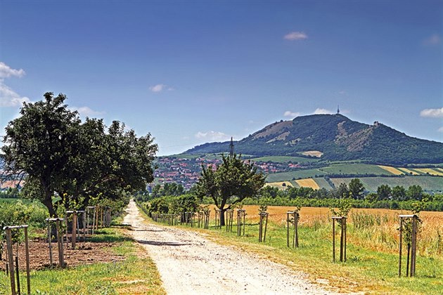 Na Alej nadje u akvic navazují hektary luních les i obecní hájek.