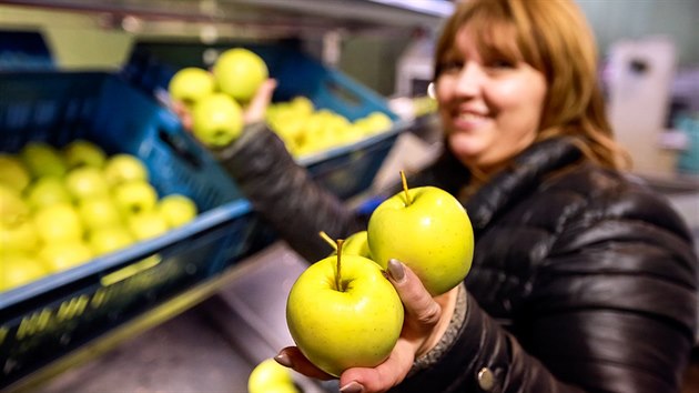 Ve velkoblovickm Jihofruktu jsou uskladnna jablka z leton sklizn, kter jsou sice kyselej, ale nkte konzumenti si jejich chu pochvaluj.