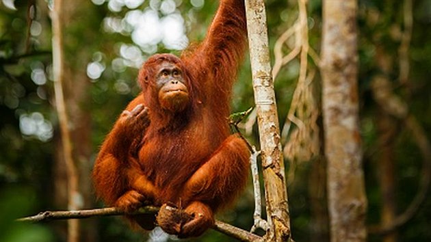 Kcenm prales pro dal a dal plante pichzej nejen orangutani o svj domov i zdroj potravy.
