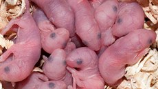 Abyste se pustili do mučení těchto roztomilých stvoření, musíte mít silný... Abyste se pustili do mučení těchto roztomilých stvoření, musíte mít silný...