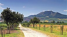 Na Alej naděje u Šakvic navazují hektary lužních lesů i obecní hájek. Na Alej naděje u Šakvic navazují hektary lužních lesů i obecní hájek.