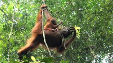 Orangutani jsou stromoví lidoopi, bez vzrostlé vegetace se neobejdou. Je pro n...