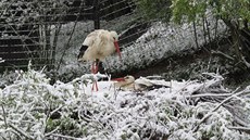 Čápi zvládnou i nával sněhu, jak ukazují fotky z roku 2013, kdy velikonoční... Čápi zvládnou i nával sněhu, jak ukazují fotky z roku 2013, kdy velikonoční...