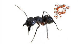 Nej nápady: kdo zbohatl na prdní mravenc?