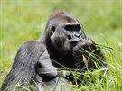 Gorila ninn je ve stedn Africe ohroena lovem mstnch obyvatel, pro kter...