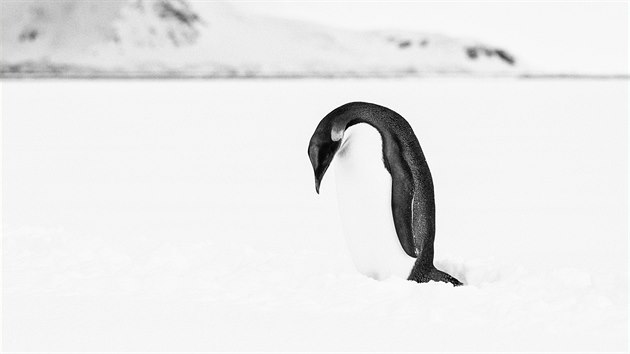 Fotograf Vclav ilha zaznamenal Antarktidu i mizejc svty