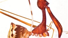 Eriauchenius andriamanelo - jeden z druhů pavouků, kteří vědci objevili na... Eriauchenius andriamanelo - jeden z druhů pavouků, kteří vědci objevili na...