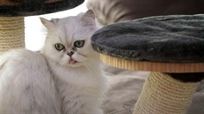 Perská činčila Sisi dlouhé roky značkovala po bytě. Majitelku trápilo, jak ji... Perská činčila Sisi dlouhé roky značkovala po bytě. Majitelku trápilo, jak ji...