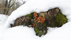 Penízovka sametonohá. Sníh ani mráz jí nevadí. Penízovka sametonohá. Sníh ani mráz jí nevadí.