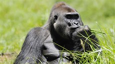 Gorila níinná je ve stední Africe ohroena lovem místních obyvatel, pro které...