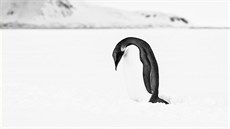 Fotograf Václav ilha zaznamenal Antarktidu i mizející svty