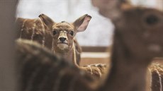 V plzeňské zoo se narodila mláďata antilop. Jmenují se Zakyr, Pamira a Ronako.... V plzeňské zoo se narodila mláďata antilop. Jmenují se Zakyr, Pamira a Ronako....