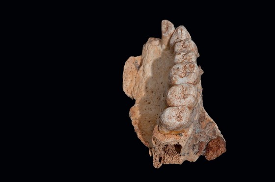 Izraeltí archeologové objevili v jeskyni Misliya na severu zem úlomek lidské...