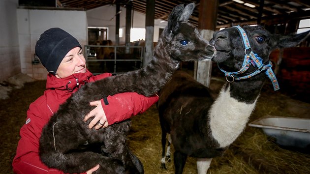 aneta Krtokov chov na farm v Zhosticch tinct dvouhrbch a jednohrbch velbloud, sedm lam a ti kon.