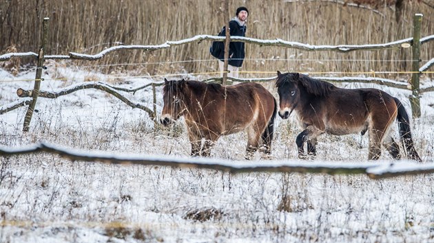 Divoc kon dorazili Na Plachtu v Hradci Krlov (20. 1. 2018).