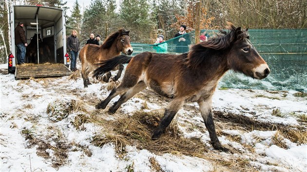 Divoc kon dorazili Na Plachtu v Hradci Krlov (20. 1. 2018).