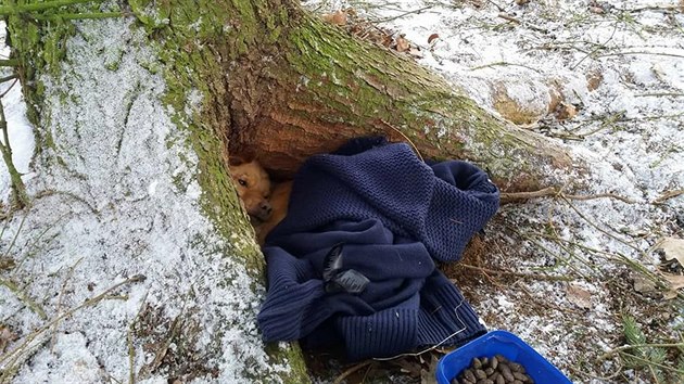 Pes skoro umrzl. Ukrval se v dutin stromu u rybnka  u obce Kosov na Tachovsku.