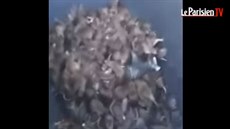 Le Parisien zveřejnil video, v němž jeden zaměstnanec městských služeb ukazuje... Le Parisien zveřejnil video, v němž jeden zaměstnanec městských služeb ukazuje...
